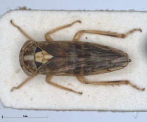 (Metidiocerus poecilus - ZMA.INS.5139179)  @11 [ ] by-nc-sa (2024) Unspecified Naturalis Biodiversity Centre