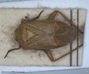  (Brachycoleus pilicornis - ZMA.INS.5139187)  @11 [ ] by-nc-sa (2024) Unspecified Naturalis Biodiversity Centre