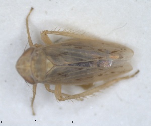  (Psammotettix parvipennis - ZMA.INS.5139426)  @11 [ ] by-nc-sa (2024) Unspecified Naturalis Biodiversity Centre