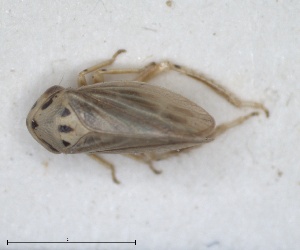  (Macropsidius gravesteinicus - ZMA.INS.5139432)  @11 [ ] by-nc-sa (2024) Unspecified Naturalis Biodiversity Centre