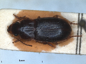  (Harpalus progrediens - ZMA.INS.5139831)  @11 [ ] by-nc-sa (2024) Unspecified Naturalis Biodiversity Centre