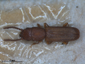  ( - ZMA.INS.5139836)  @11 [ ] by-nc-sa (2024) Unspecified Naturalis Biodiversity Centre