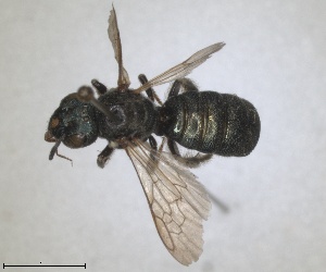  (Ceratina loewi - ZMA.INS.5144941)  @11 [ ] by-nc-sa (2024) Unspecified Naturalis Biodiversity Centre