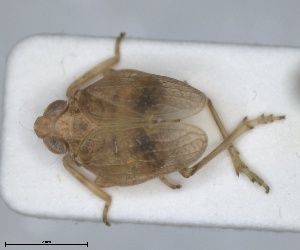  (Issus distinguendus - ZMA.INS.5145142)  @11 [ ] by-nc-sa (2024) Unspecified Naturalis Biodiversity Centre