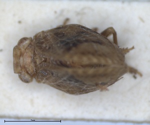  ( - ZMA.INS.5145149)  @11 [ ] by-nc-sa (2024) Unspecified Naturalis Biodiversity Centre