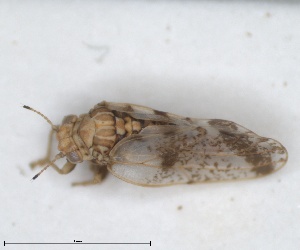  (Aphalara sauteri - ZMA.INS.5145151)  @11 [ ] by-nc-sa (2024) Unspecified Naturalis Biodiversity Centre