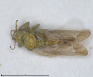  (Colposcenia viridis - ZMA.INS.5145152)  @11 [ ] by-nc-sa (2024) Unspecified Naturalis Biodiversity Centre