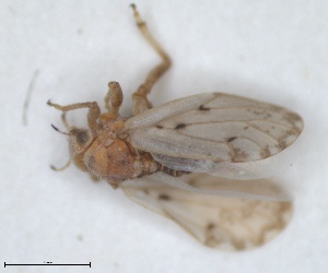  (Diaphorina continua - ZMA.INS.5145169)  @11 [ ] by-nc-sa (2024) Unspecified Naturalis Biodiversity Centre