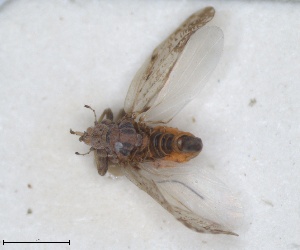  (Diaphorina lycii - ZMA.INS.5145170)  @11 [ ] by-nc-sa (2024) Unspecified Naturalis Biodiversity Centre