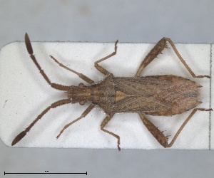  (Coriomeris subglaber - ZMA.INS.5145184)  @11 [ ] by-nc-sa (2024) Unspecified Naturalis Biodiversity Centre