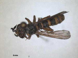  (Leopoldius brevirostris - ZMA.INS.868254)  @11 [ ] by-nc-sa (2023) Unspecified Naturalis Biodiversity Centre