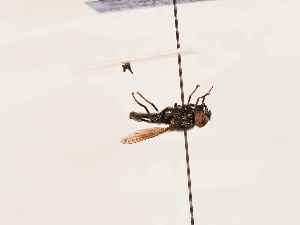  ( - BGE_00395_B06)  @11 [ ] CreativeCommons - Attribution Non-Commercial Share-Alike (2026) KZBiH, University of Lodz Department of Invertebrate Zoology and Hydrobiology, University of Lodz