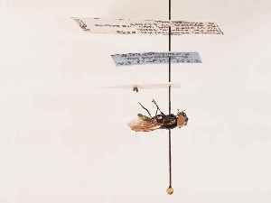  ( - BGE_00395_F06)  @11 [ ] CreativeCommons - Attribution Non-Commercial Share-Alike (2026) KZBiH, University of Lodz Department of Invertebrate Zoology and Hydrobiology, University of Lodz