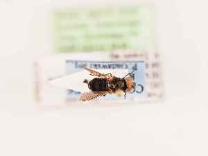  ( - BGE_00395_F06)  @11 [ ] CreativeCommons - Attribution Non-Commercial Share-Alike (2026) KZBiH, University of Lodz Department of Invertebrate Zoology and Hydrobiology, University of Lodz