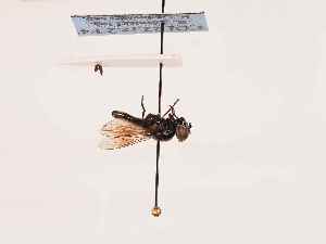  ( - BGE_00394_F04)  @11 [ ] CreativeCommons - Attribution Non-Commercial Share-Alike (2026) KZBiH, University of Lodz Department of Invertebrate Zoology and Hydrobiology, University of Lodz