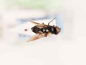  ( - BGE_00394_F04)  @11 [ ] CreativeCommons - Attribution Non-Commercial Share-Alike (2026) KZBiH, University of Lodz Department of Invertebrate Zoology and Hydrobiology, University of Lodz