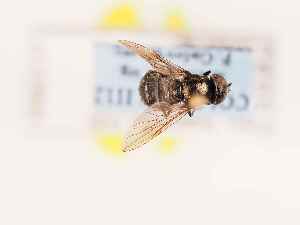  ( - BGE_00395_A12)  @11 [ ] CreativeCommons - Attribution Non-Commercial Share-Alike (2026) KZBiH, University of Lodz Department of Invertebrate Zoology and Hydrobiology, University of Lodz