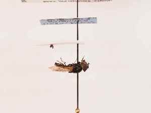  ( - BGE_00393_C01)  @11 [ ] CreativeCommons - Attribution Non-Commercial Share-Alike (2026) KZBiH, University of Lodz Department of Invertebrate Zoology and Hydrobiology, University of Lodz