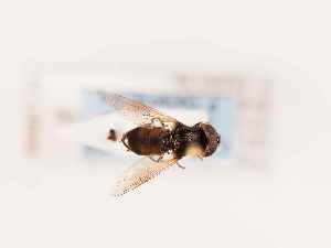  ( - BGE_00393_C01)  @11 [ ] CreativeCommons - Attribution Non-Commercial Share-Alike (2026) KZBiH, University of Lodz Department of Invertebrate Zoology and Hydrobiology, University of Lodz