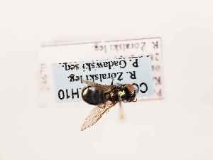  ( - BGE_00391_H10)  @11 [ ] CreativeCommons - Attribution Non-Commercial Share-Alike (2026) KZBiH, University of Lodz Department of Invertebrate Zoology and Hydrobiology, University of Lodz