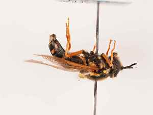  ( - BGE_00399_B02)  @11 [ ] CreativeCommons - Attribution Non-Commercial Share-Alike (2024) KZBiH, University of Lodz Department of Invertebrate Zoology and Hydrobiology, University of Lodz