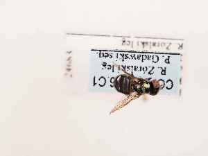  ( - BGE_00399_C01)  @11 [ ] CreativeCommons - Attribution Non-Commercial Share-Alike (2026) KZBiH, University of Lodz Department of Invertebrate Zoology and Hydrobiology, University of Lodz