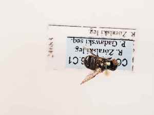  ( - BGE_00399_C01)  @11 [ ] CreativeCommons - Attribution Non-Commercial Share-Alike (2026) KZBiH, University of Lodz Department of Invertebrate Zoology and Hydrobiology, University of Lodz