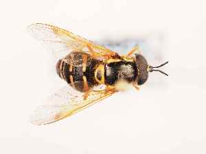  ( - BGE_00399_C03)  @11 [ ] CreativeCommons - Attribution Non-Commercial Share-Alike (2024) KZBiH, University of Lodz Department of Invertebrate Zoology and Hydrobiology, University of Lodz