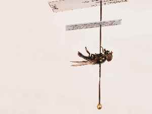  ( - BGE_00399_D01)  @11 [ ] CreativeCommons - Attribution Non-Commercial Share-Alike (2026) KZBiH, University of Lodz Department of Invertebrate Zoology and Hydrobiology, University of Lodz