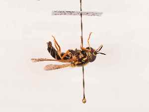  ( - BGE_00399_H08)  @11 [ ] CreativeCommons - Attribution Non-Commercial Share-Alike (2024) KZBiH, University of Lodz Department of Invertebrate Zoology and Hydrobiology, University of Lodz