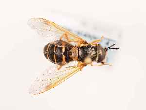  ( - BGE_00399_H08)  @11 [ ] CreativeCommons - Attribution Non-Commercial Share-Alike (2024) KZBiH, University of Lodz Department of Invertebrate Zoology and Hydrobiology, University of Lodz