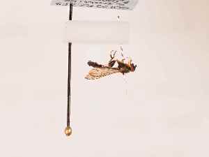  ( - BGE_00400_F03)  @11 [ ] CreativeCommons - Attribution Non-Commercial Share-Alike (2026) KZBiH, University of Lodz Department of Invertebrate Zoology and Hydrobiology, University of Lodz