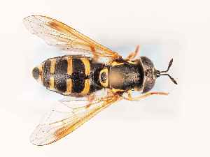  ( - BGE_00397_E11)  @11 [ ] CreativeCommons - Attribution Non-Commercial Share-Alike (2024) KZBiH, University of Lodz Department of Invertebrate Zoology and Hydrobiology, University of Lodz