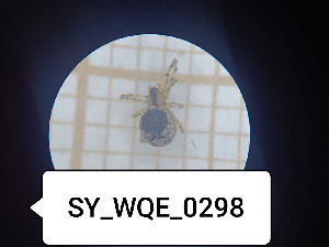  (Sardinidion cf. blackwalli - BGE_00463_F01)  @11 [ ] CreativeCommons Attribution NonCommercial ShareAlike (2021) (2025) University of Lodz University of Lodz