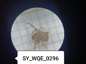  (Ero cf. aphana - BGE_00463_H03)  @11 [ ] CreativeCommons Attribution NonCommercial ShareAlike (2021) (2025) University of Lodz University of Lodz