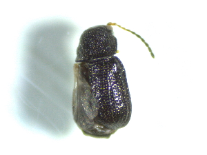  (Stylosomus rugithorax - BGE_00467_A06)  @11 [ ] CreativeCommons - Attribution Share-Alike (2025) Unspecified Universita degli Studi di Napoli Federico II, Dipartimento di Entomologia e Zoologia Agraria