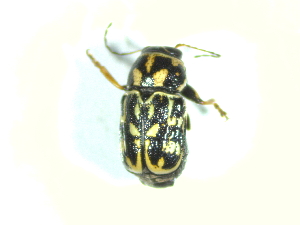  ( - BGE_00467_A11)  @11 [ ] CreativeCommons - Attribution Share-Alike (2025) Unspecified Universita degli Studi di Napoli Federico II, Dipartimento di Entomologia e Zoologia Agraria