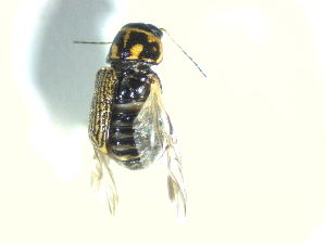  (Pachybrachis scriptus - BGE_00467_B10)  @11 [ ] CreativeCommons - Attribution Share-Alike (2025) Unspecified Universita degli Studi di Napoli Federico II, Dipartimento di Entomologia e Zoologia Agraria