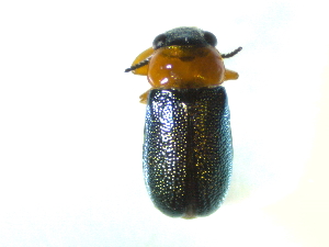  ( - BGE_00467_D09)  @11 [ ] CreativeCommons - Attribution Share-Alike (2025) Unspecified Universita degli Studi di Napoli Federico II, Dipartimento di Entomologia e Zoologia Agraria