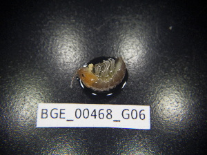  (Armadillidium flavoscutatum - BGE_00468_G06)  @11 [ ] CreativeCommons Attribution NonCommercial ShareAlike (2021) (2021) University of Lodz University of Lodz