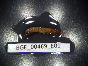  ( - BGE_00469_E01)  @11 [ ] CreativeCommons Attribution NonCommercial ShareAlike (2021) (2021) University of Lodz University of Lodz