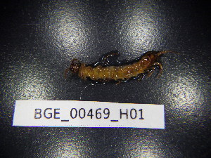  (Lithobius proximus - BGE_00469_H01)  @11 [ ] CreativeCommons Attribution NonCommercial ShareAlike (2021) (2021) University of Lodz University of Lodz