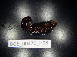  ( - BGE_00470_H08)  @11 [ ] CreativeCommons Attribution NonCommercial ShareAlike (2021) (2021) University of Lodz University of Lodz