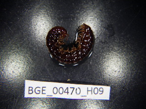  ( - BGE_00470_H09)  @11 [ ] CreativeCommons Attribution NonCommercial ShareAlike (2021) (2021) University of Lodz University of Lodz