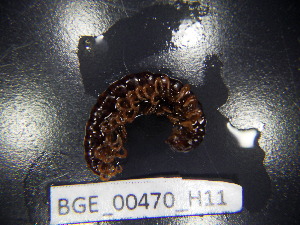  ( - BGE_00470_H11)  @11 [ ] CreativeCommons Attribution NonCommercial ShareAlike (2021) (2021) University of Lodz University of Lodz