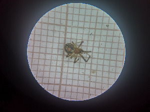  ( - BGE_00807_C08)  @11 [ ] CreativeCommons Attribution NonCommercial ShareAlike (2021) (2025) University of Lodz University of Lodz