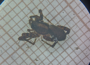  (Pardosa gr. lugubris - BGE_00808_A02)  @11 [ ] CreativeCommons Attribution NonCommercial ShareAlike (2021) (2025) University of Lodz University of Lodz