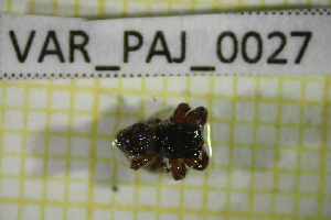  (Dendryphantes vedis - BGE_00810_H10)  @11 [ ] CreativeCommons Attribution NonCommercial ShareAlike (2021) (2025) University of Lodz University of Lodz