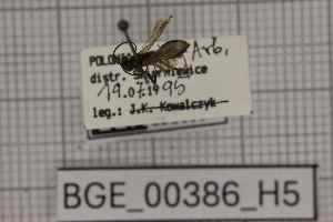  ( - BGE_00386_H05)  @11 [ ] CreativeCommons - Attribution Non-Commercial Share-Alike (2025) KZBiH, University of Lodz Department of Invertebrate Zoology and Hydrobiology, University of Lodz