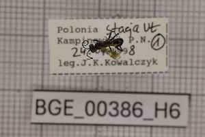  ( - BGE_00386_H06)  @11 [ ] CreativeCommons - Attribution Non-Commercial Share-Alike (2025) KZBiH, University of Lodz Department of Invertebrate Zoology and Hydrobiology, University of Lodz
